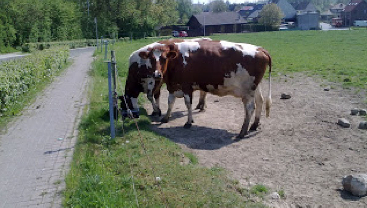 VROČINSKI STRES IN MASTITIS