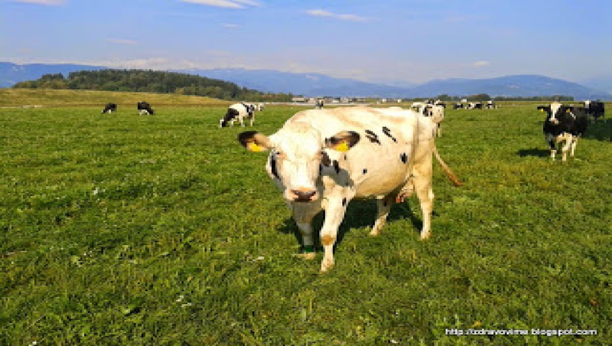 MASTITIS, KI GA POVZROČAJO KVASOVKE