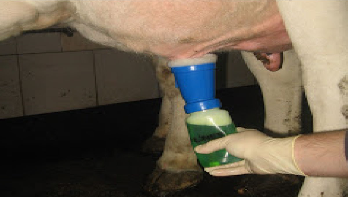 ČIŠČENJE IN RAZKUŽEVANJE SESKOV PRED MOLŽO (predipping)