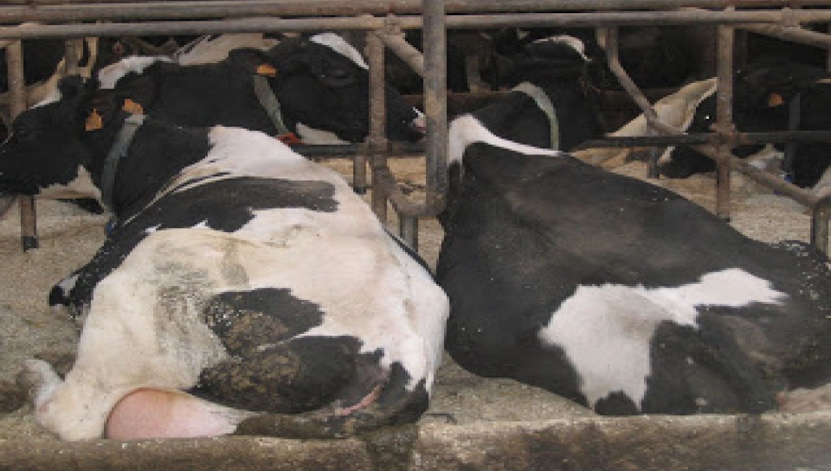 ALI JE VEDNO POTREBNO IN SMOTRNO ZDRAVITI KLINIČNI MASTITIS?