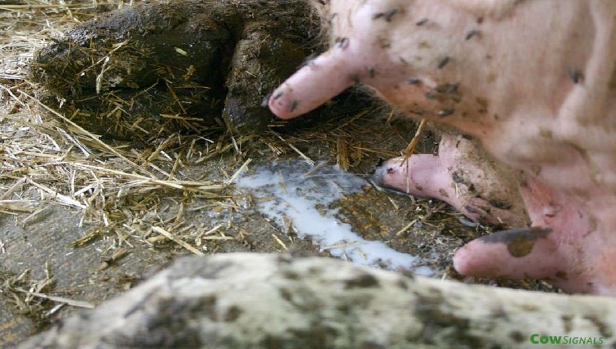 HIGIENA IN VPLIV NA ZDRAVJE ŽIVALI IN KAKOVOST MLEKA (1.del)