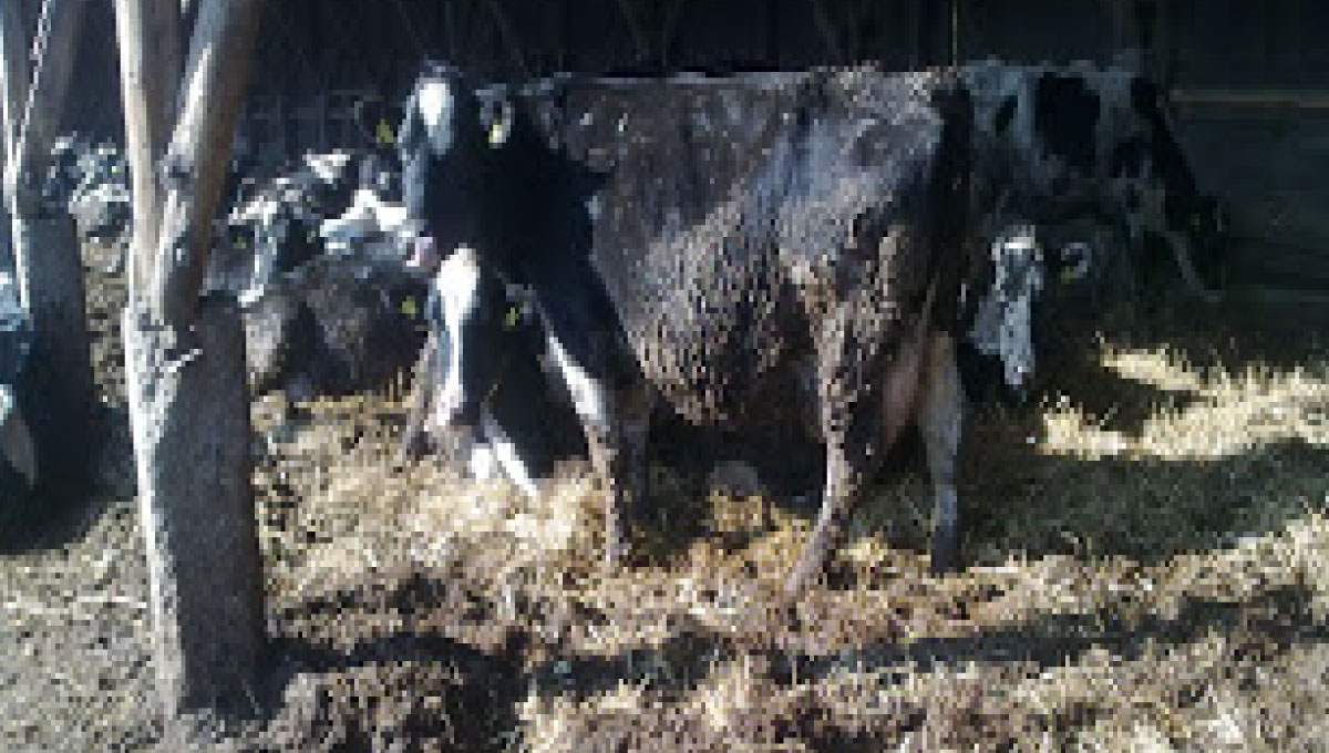 DOBA PRESUŠITVE IN MASTITIS