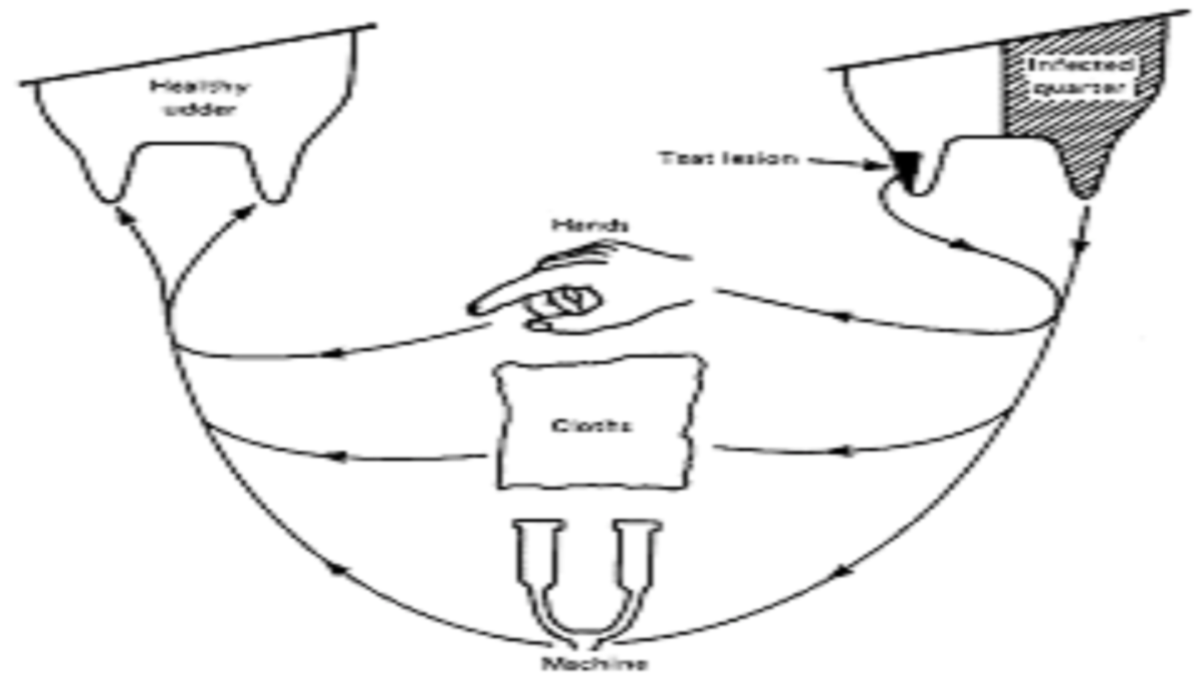 KRITIČNA OBDOBJA ZA PRENOS NALEZLJIVEGA MASTITISA IN NAJPOGOSTEJŠI PRENOSNIKI