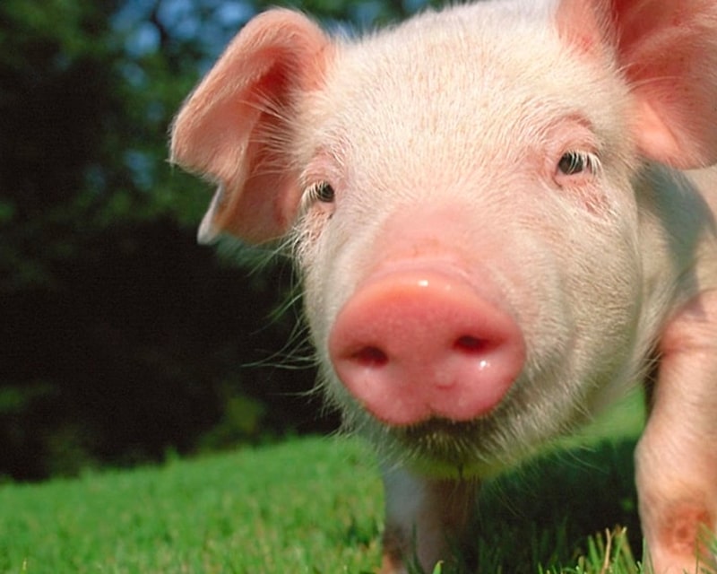 Pra&scaron;ičerejci