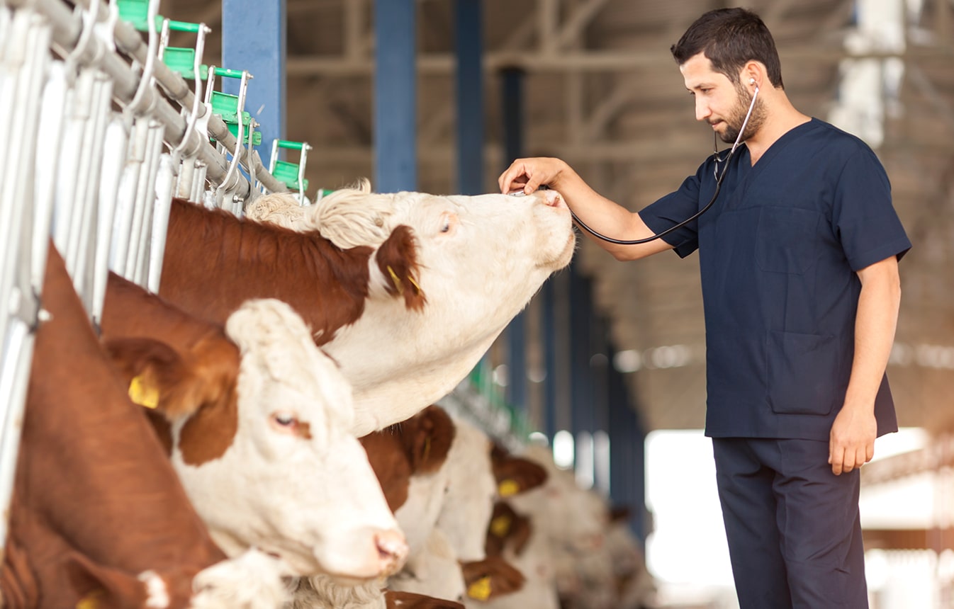 Veterinary